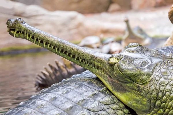 Crocodile du gavial fotos de stock, imágenes de Crocodile du gavial sin  royalties | Depositphotos