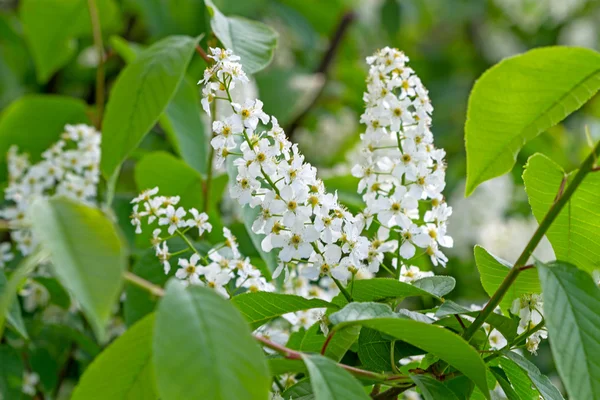 Flowering  bird-cherry tree — Stock Photo, Image