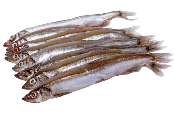 Peixe-capelim — Fotografia de Stock