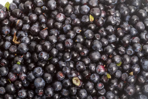 蓝莓的背景 — 图库照片