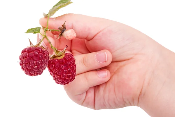 Mano de niño con frambuesas — Foto de Stock