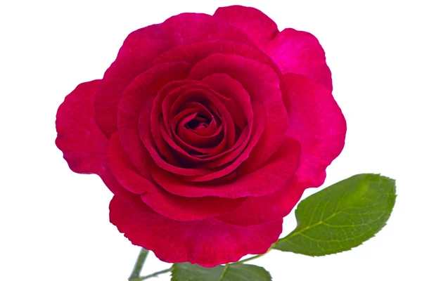 Maroon rose — Stock Photo, Image