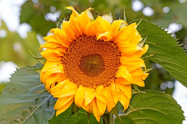 Natura słonecznik — Zdjęcie stockowe