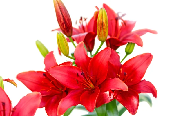 Red Lilies on white — Stock Photo, Image