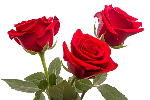 Three red roses on white — Stock Photo, Image