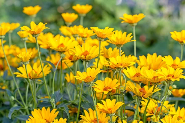 Background of  bright yellow daisies — Stock Photo, Image