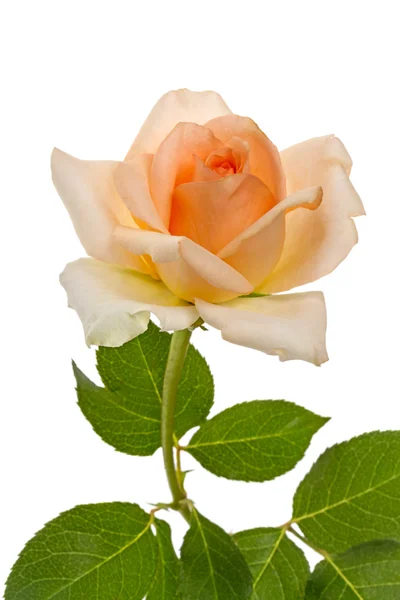 Beige rose — Stockfoto