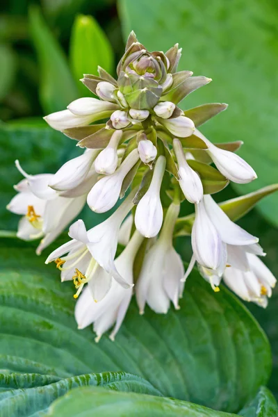 Virágzat hosta — Stock Fotó