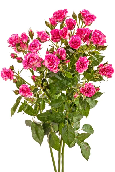 Pequeñas rosas rosadas — Foto de Stock