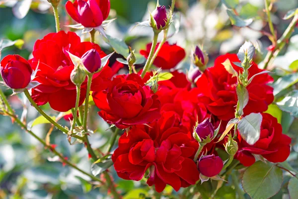 Rosebush dans une journée ensoleillée — Photo