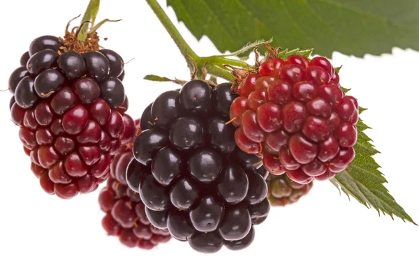 Branch blackberry — Stock Photo, Image