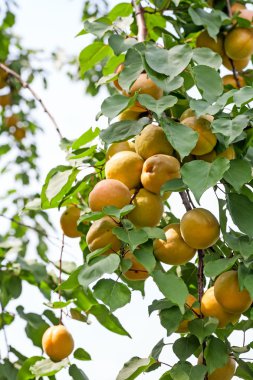 Olgun kayısı dalı