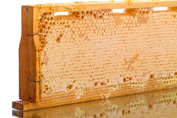 Cells of the hive with honey — Stock Photo, Image