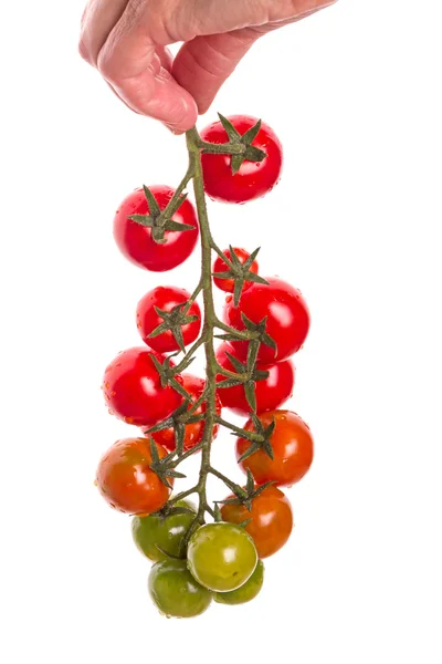 Ruční kartáč rajčata — Stock fotografie