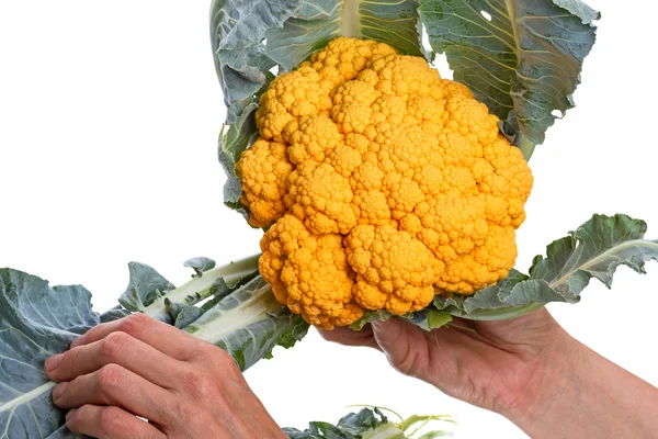 Yellow cauliflower in the hands — Stock Photo, Image