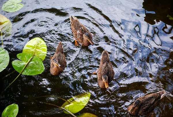 Kacsák Folyóban Liliomlevelekkel — Stock Fotó