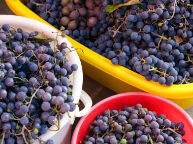 Kovalar dolusu mavi üzüm.. 