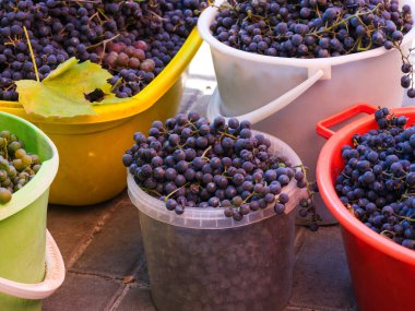 Kovalar dolusu taze toplanmış üzüm.. 