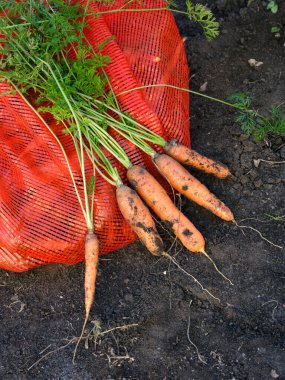 Yerde organik havuç ve taze toplanmış havuç bulunan kırmızı bir çanta. Yakın plan..