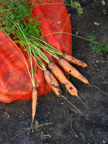 Красная Сумка Органической Морковью Свежесобранной Морковью Лежащей Земле Крупный План — стоковое фото