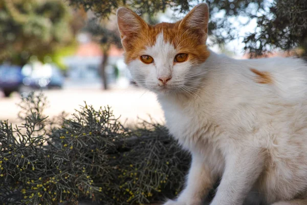 Weiße Ingwer Streunerkatze Sitzt Draußen Und Schaut Die Kamera — Stockfoto