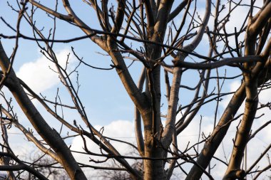 Yapraksız bir ağacın tepesine yakın çekim.