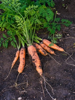 Yerde yatan taze hasat edilmiş havuçlar. Yakın plan.