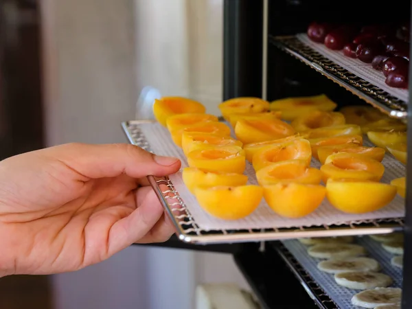 Woman Hand Putting Tray Apricots Food Dehydrator Machine Close — стоковое фото