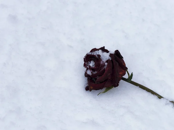 Uma Rosa Vermelha Escura Seca Que Põe Neve — Fotografia de Stock