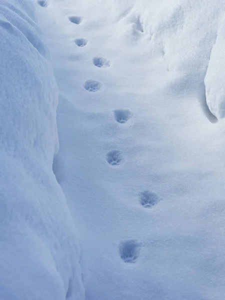 雪の道の猫の足跡 — ストック写真
