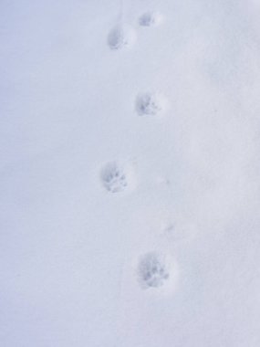 Karda kedi ayak izleri. Yakın plan.