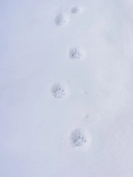 Katzenspuren Auf Einem Schnee Nahaufnahme — Stockfoto