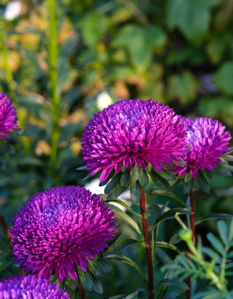 Schöne Magenta Aster Blumen Blühen Der Natur Nahaufnahme — Stockfoto