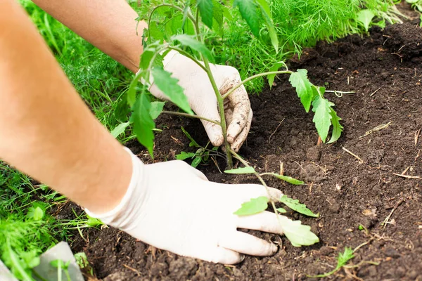 Eine Frau Legt Schützende Handschuhe Und Pflanzt Eine Junge Tomatenpflanze — Stockfoto