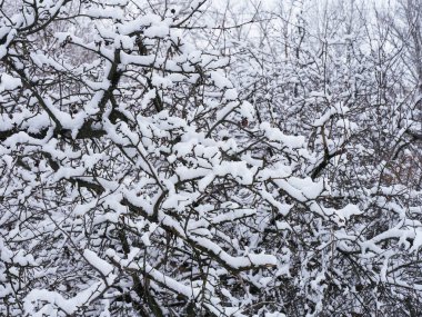 Ağaç dallarının çok fazla karla çevrili olduğu yakın plan. Kış zamanı