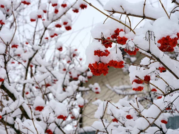 Плоды Ягод Вибернума Ветвях Покрытых Снегом Зимнее Время — стоковое фото