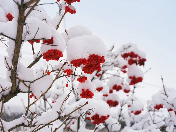 Красные Ягоды Viburnum Ветвях Покрытых Снегом Зимнее Время — стоковое фото