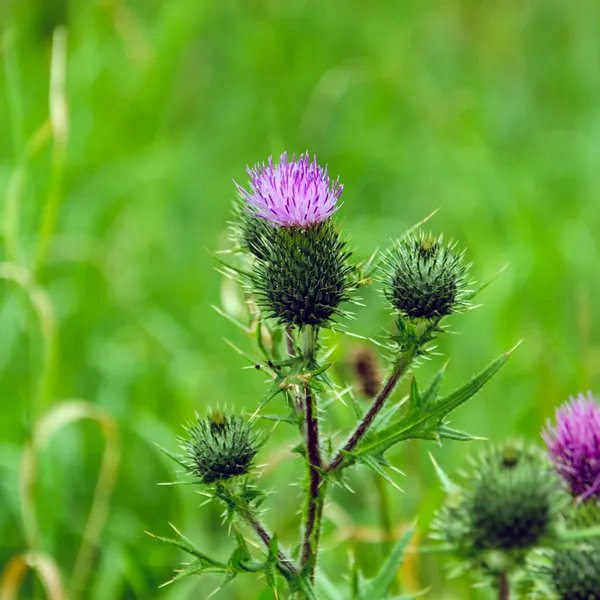 Flor de cardo mariano (Silybum marianum ) Imágenes de stock libres de derechos