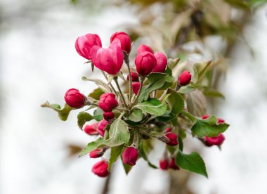 Crabapple çiçek çiçeklenme