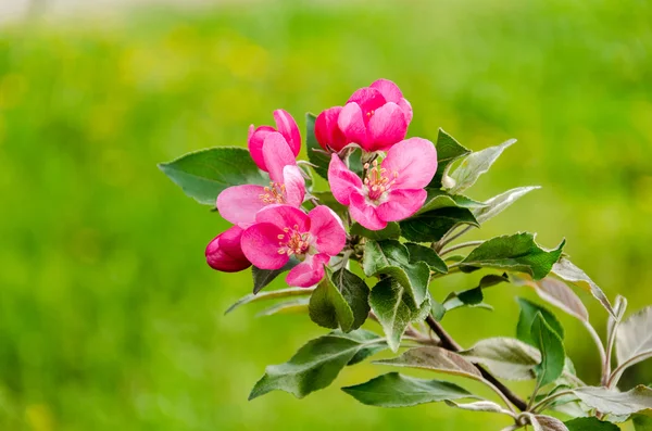 Flowering crabapple blooms — Stock Photo, Image