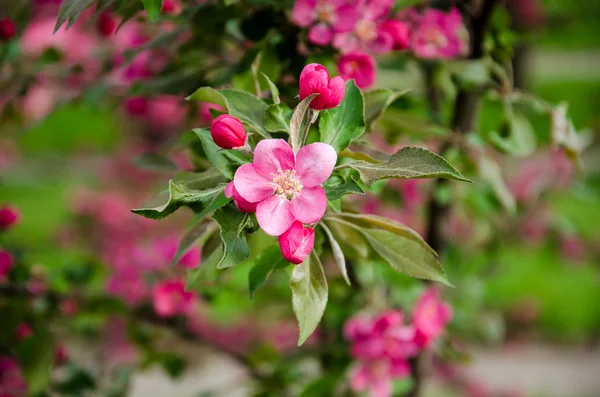 Crabapple çiçek çiçeklenme