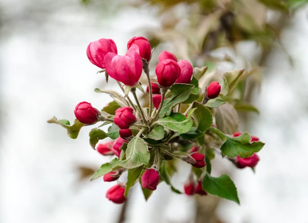 Bloeiende crabapple bloemen Stockfoto