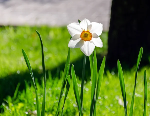 güzel beyaz nergis bahar zaman içinde
