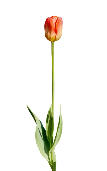 Beautiful isolated tulip — Stock Photo, Image
