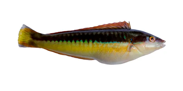 Gökkuşağı wrasse (coris julis)