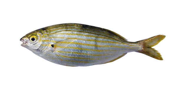 Salema porgy - gestreepte vissen — Stockfoto