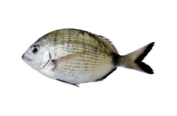 Single zeevis Bream — Stockfoto