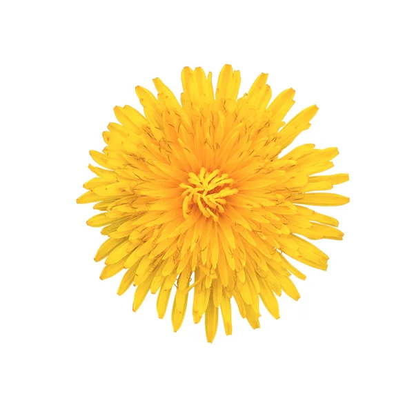 Yellow flower isolated on white — Stock Photo, Image