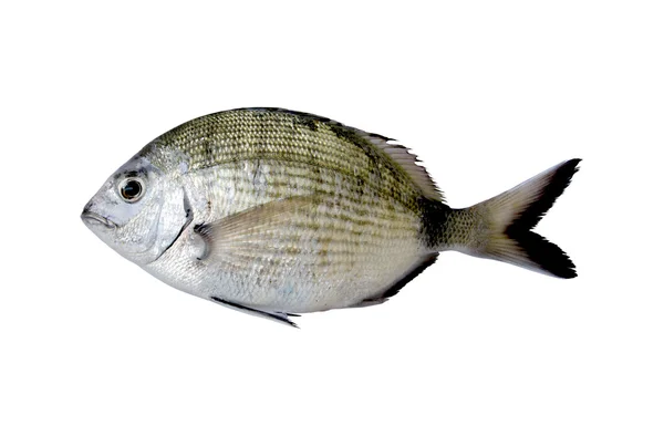Egyetlen tengeri keszeg fish Stock Kép