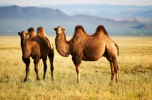 Due cammelli in mongolia — Foto Stock